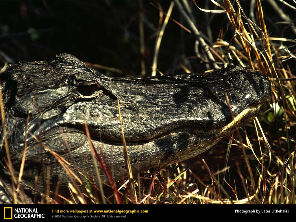 Alligator Background