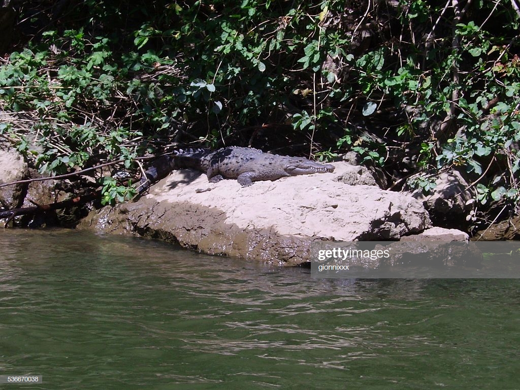 Alligator Resting On A Rock In Sumidero Canyon Chiapas Mexico
