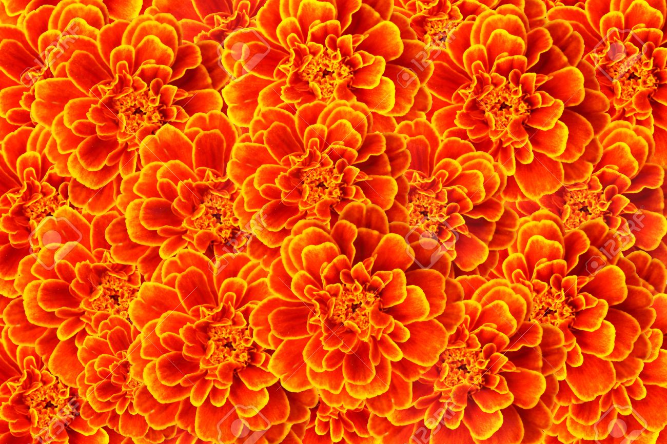 French Marigold Color Background Stock Photo Picture And Royalty