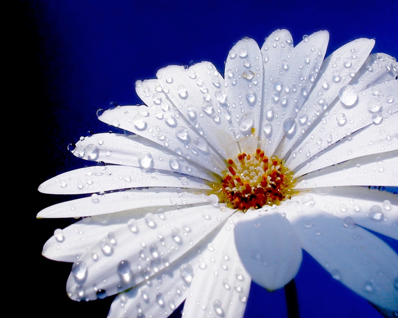White Daisy Flower 1280 x 1024 Download Close