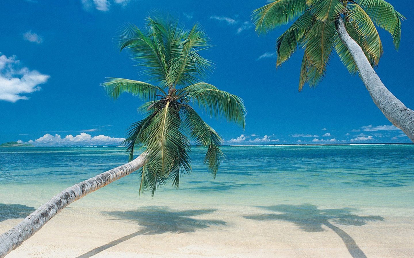 Palm Trees On Beach Wallpaper