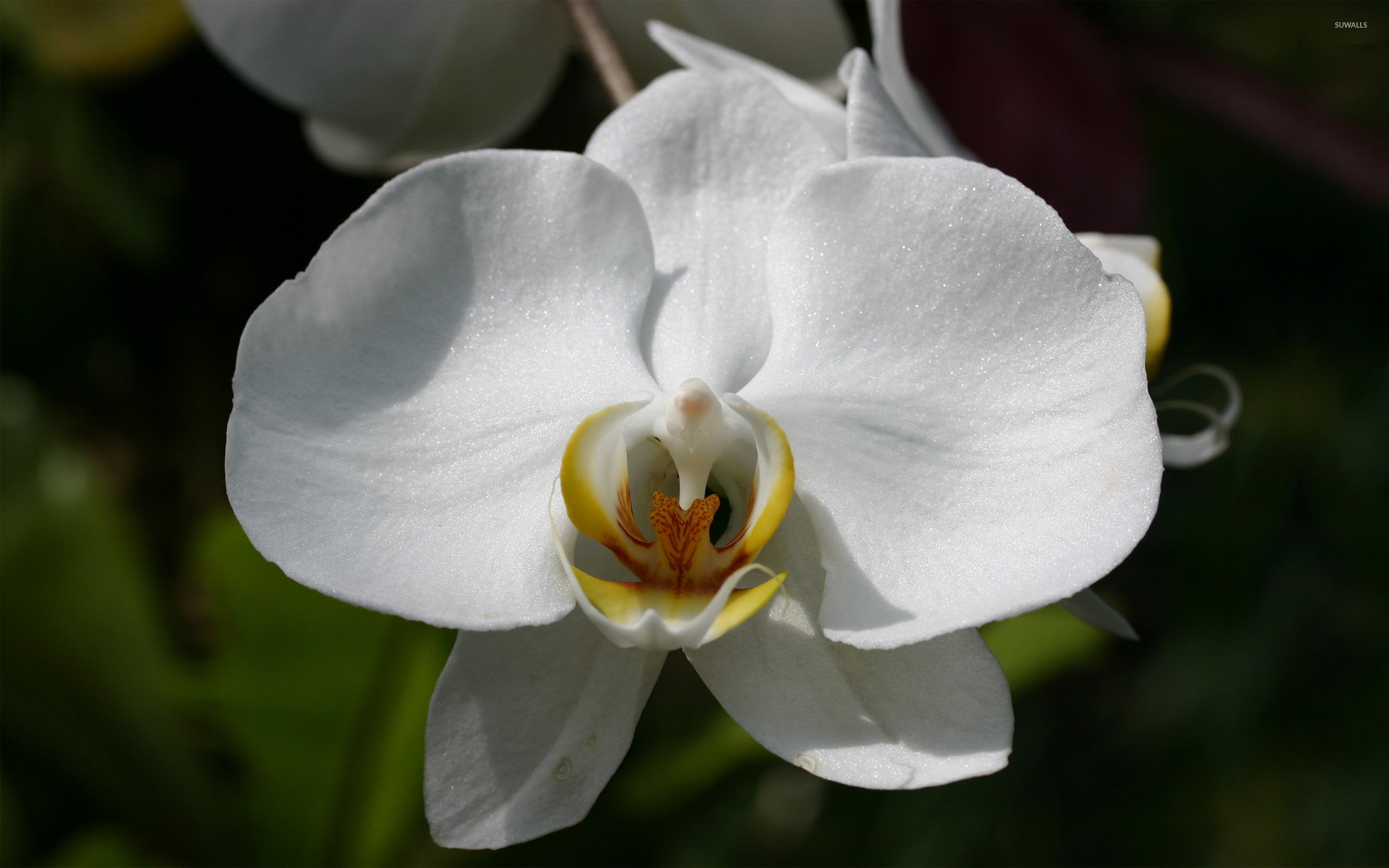 White Orchid Wallpaper Flower