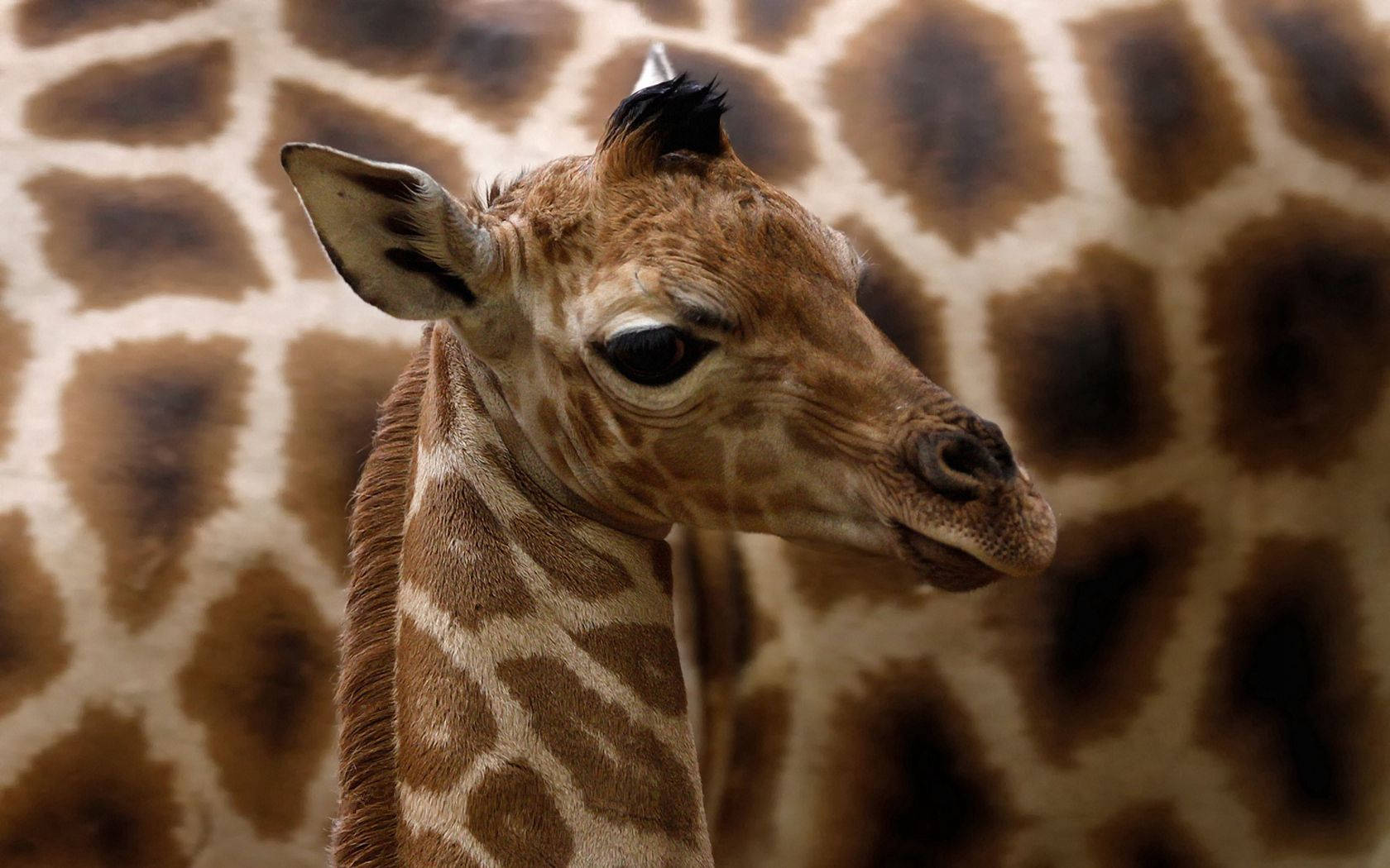 Cute Giraffe Wallpaper For Desktop