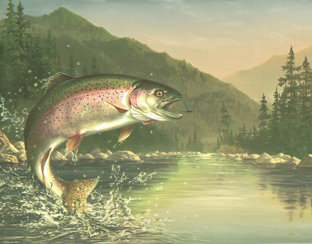 Out That Rainbow Trout After The Fly Wallpaper Border Wall