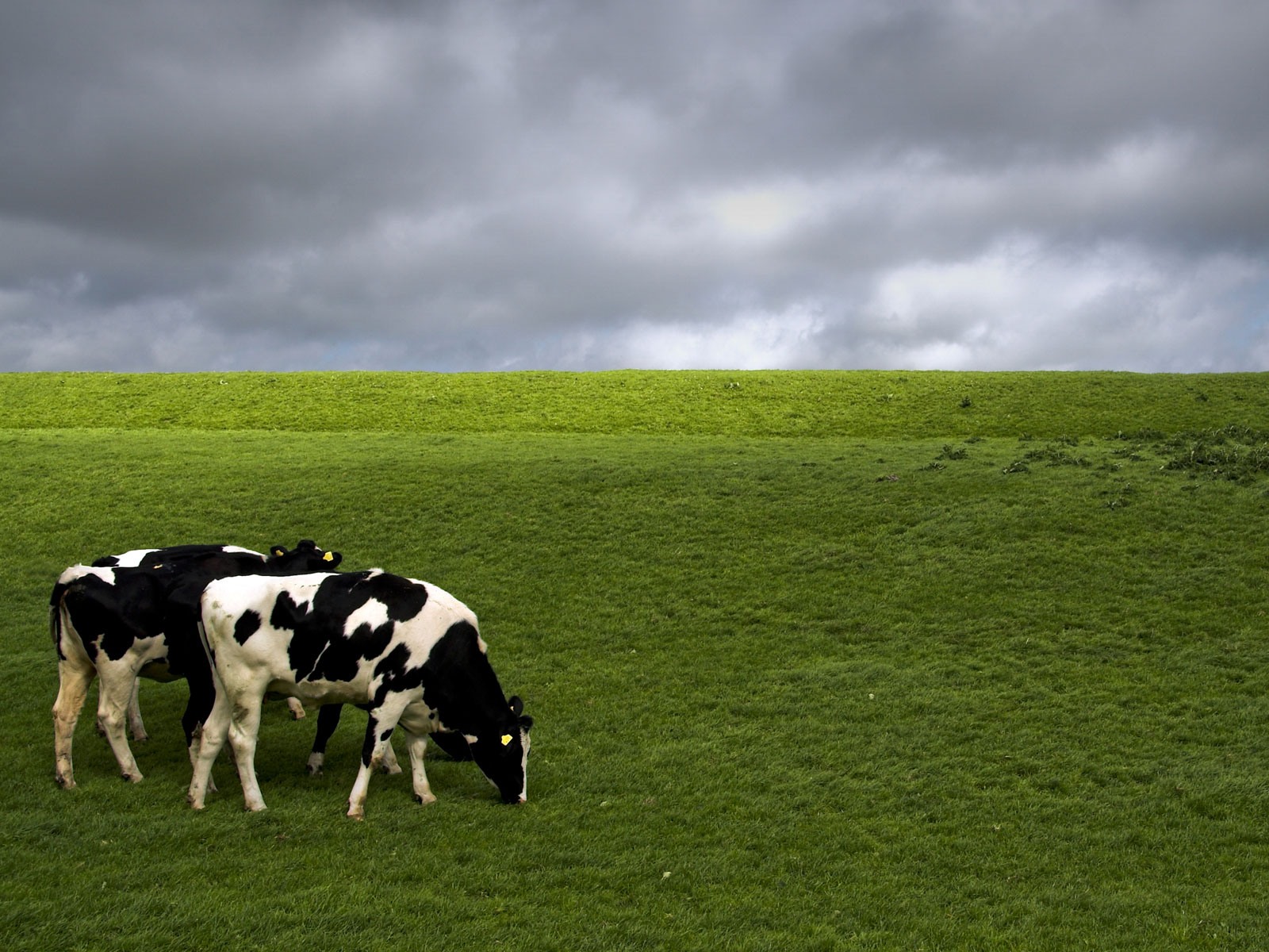 Displaying Image For Holstein Cow Silhouette Chainimage