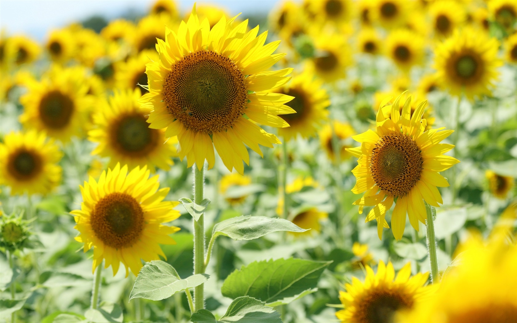 Yellow Sunflowers Sunlight Wallpaper Resolution