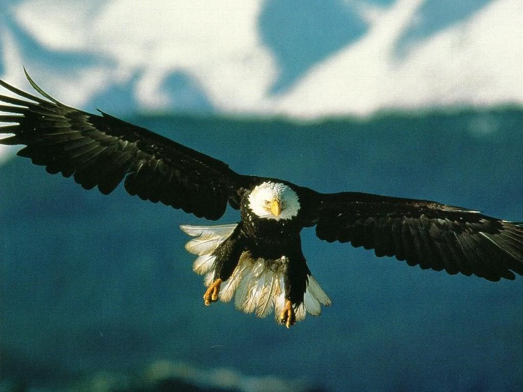 Eagle Wallpaper HD In Animals Imageci