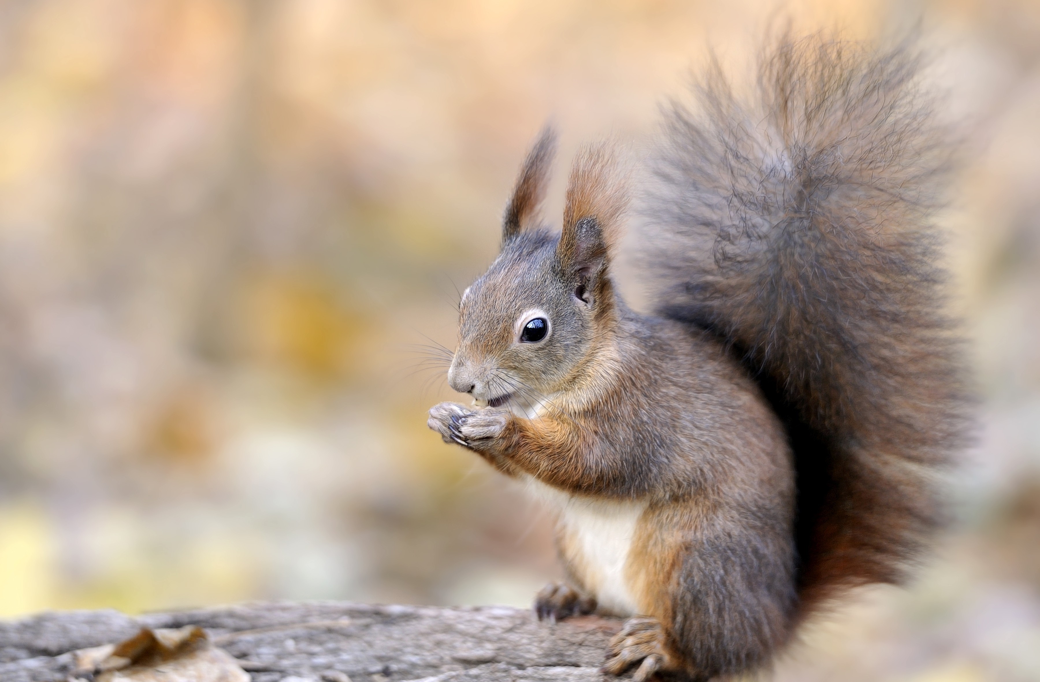 HD Squirrel Wallpapers Full HD Pictures