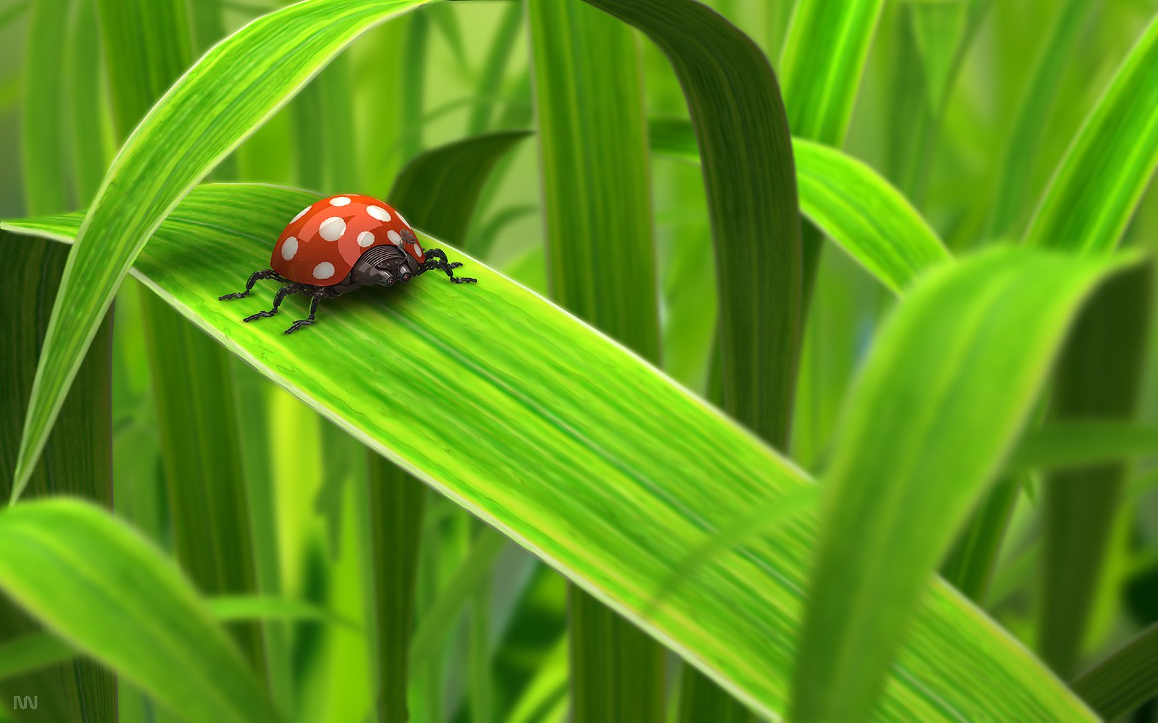 Ladybug HD Wallpaper Background Image