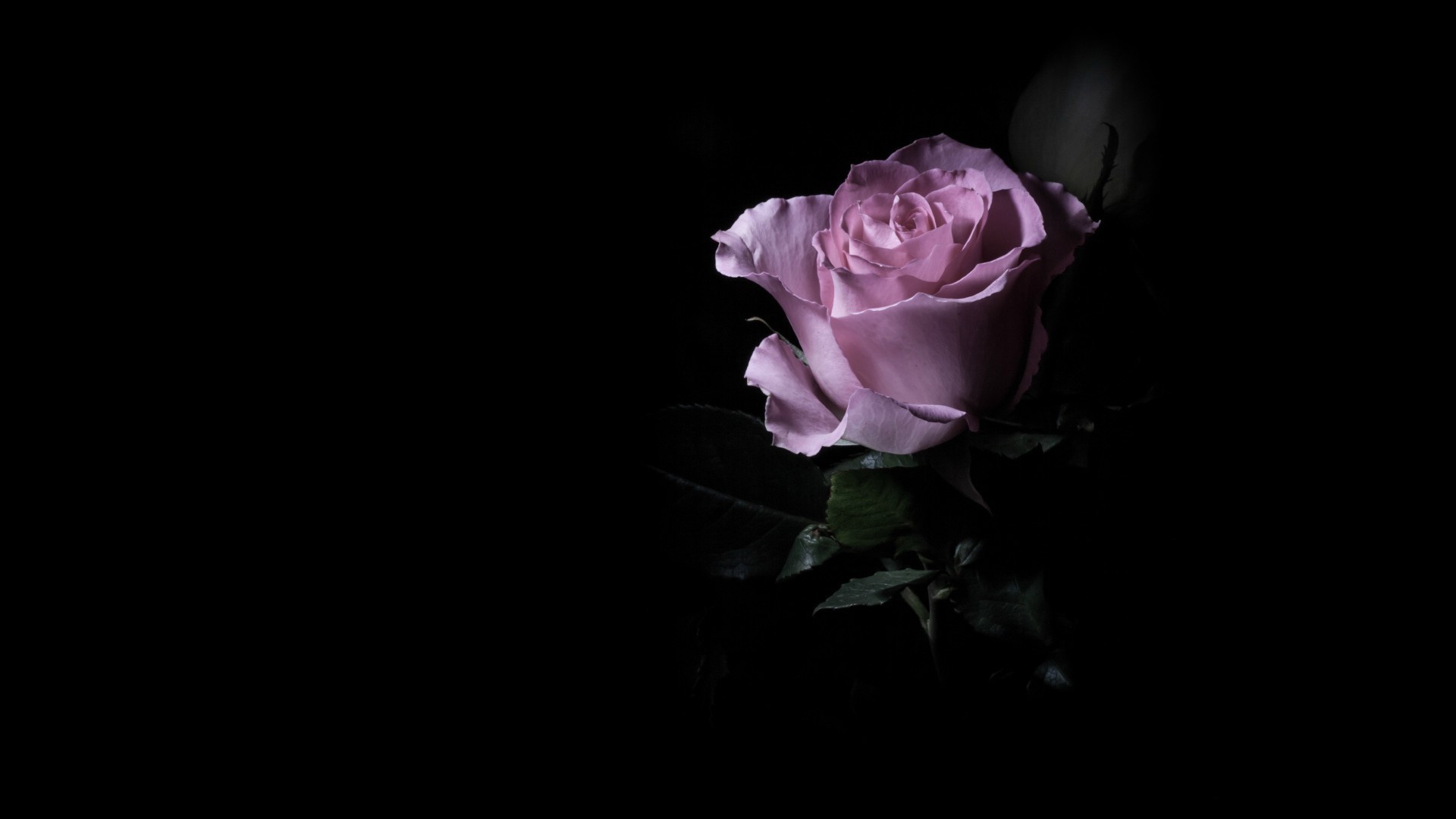 Purple rose in the dark wallpapers and images   wallpapers pictures 1920x1080