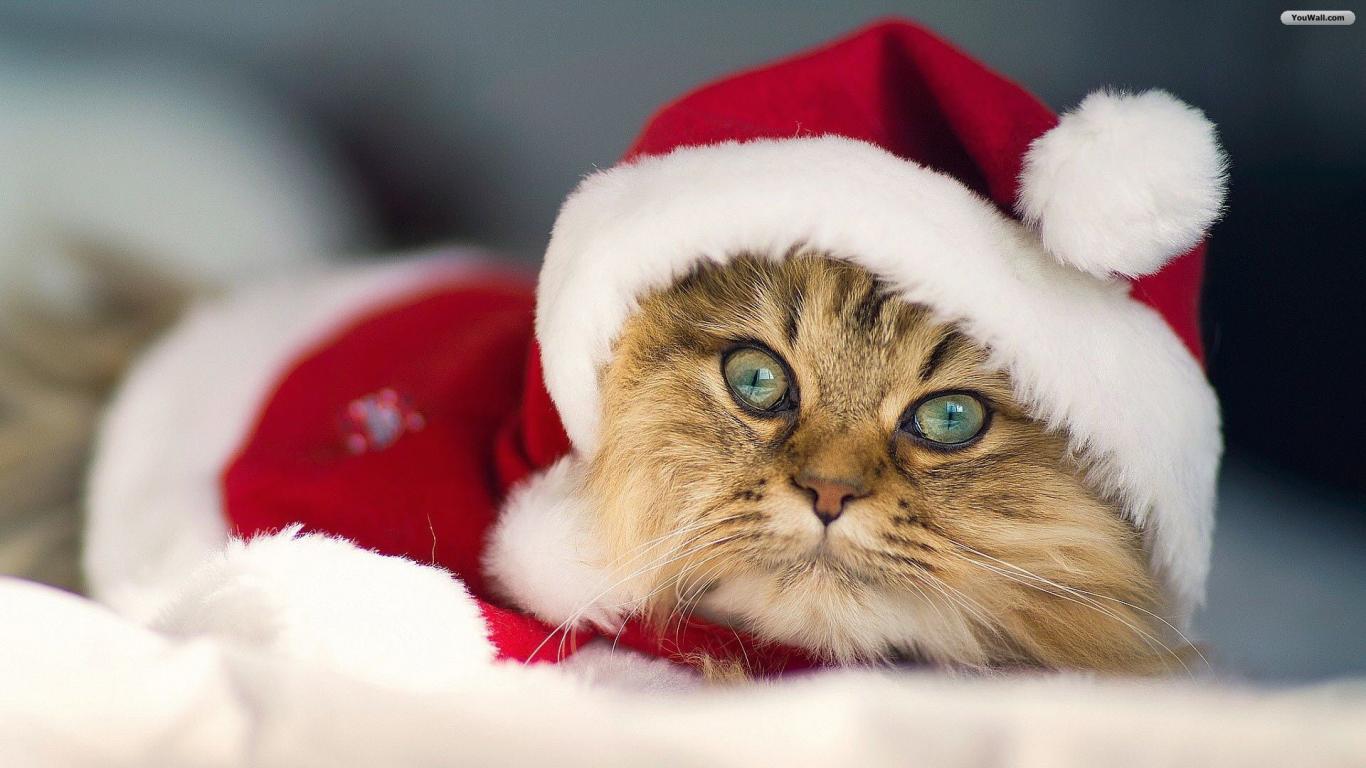 Youwall Christmas Cat Wallpaper