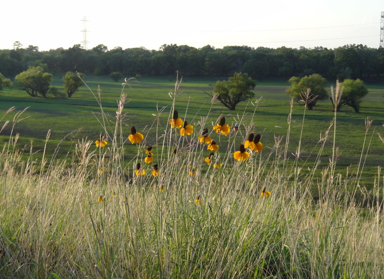 Prairie Grasses And Cone Flowers With Addicks Reservoir Grounds In The