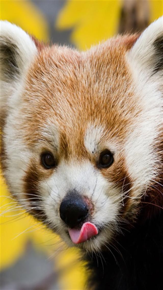 Red Panda Animal iPhone Wallpaper S 3g