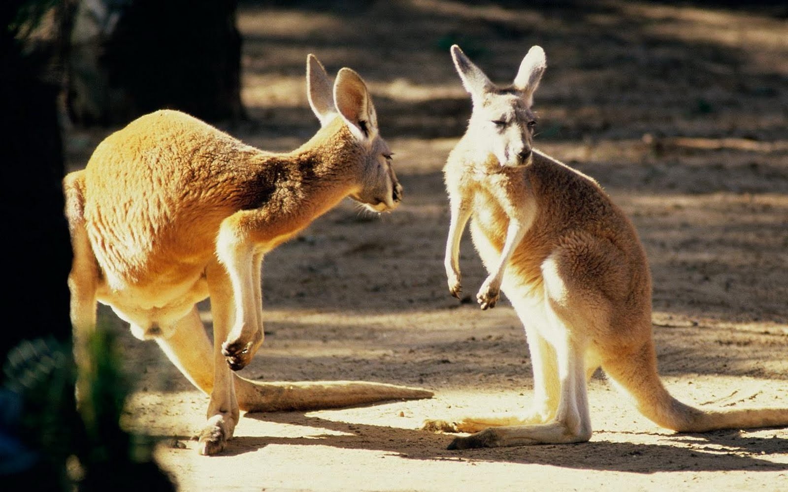 Funny Kangaroo Pictures For Widescreen Animal