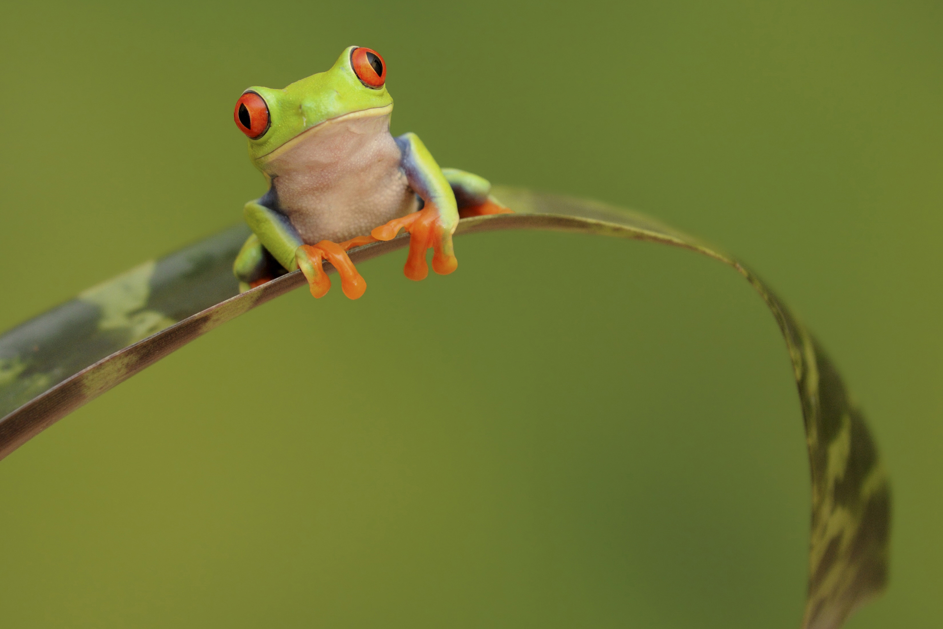 28 Excellent HD Frog Wallpapers   HDWallSourcecom