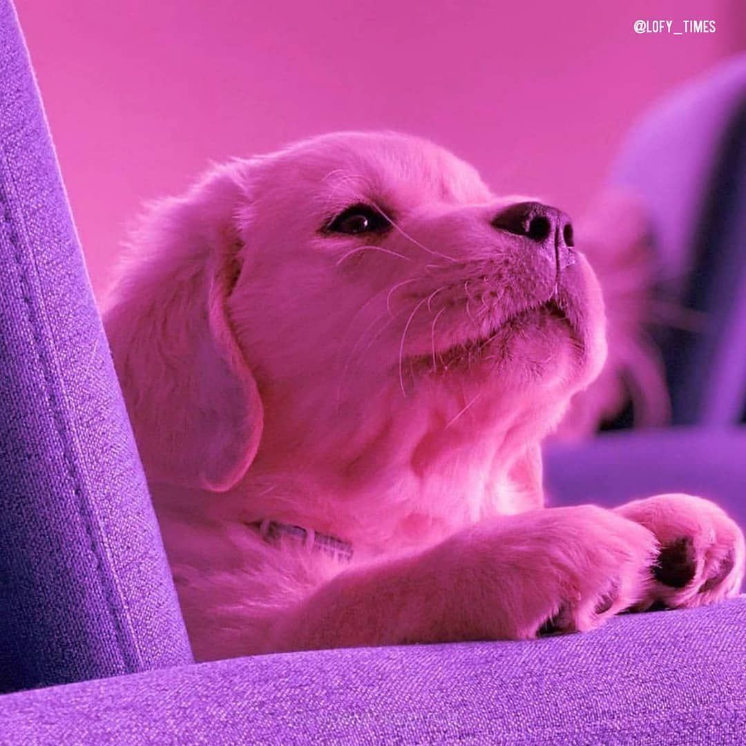 Dog Aesthetic Wallpaper