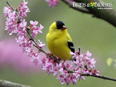 Spring Wallpaper From Birds Bloom