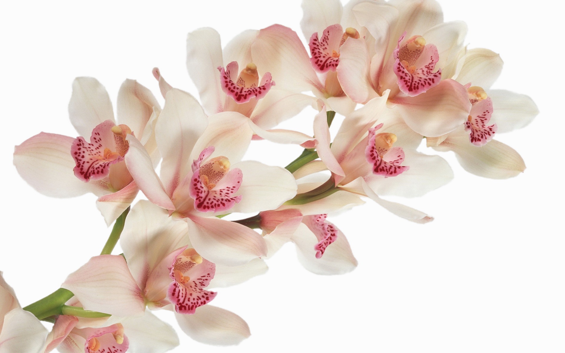 Wallpaper Orchid Flowers Close Up HD Picture Image