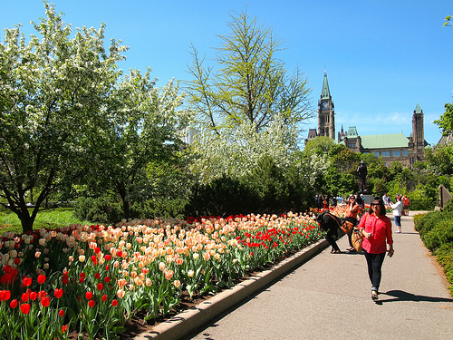 In Photos The Canadian Tulip Festival