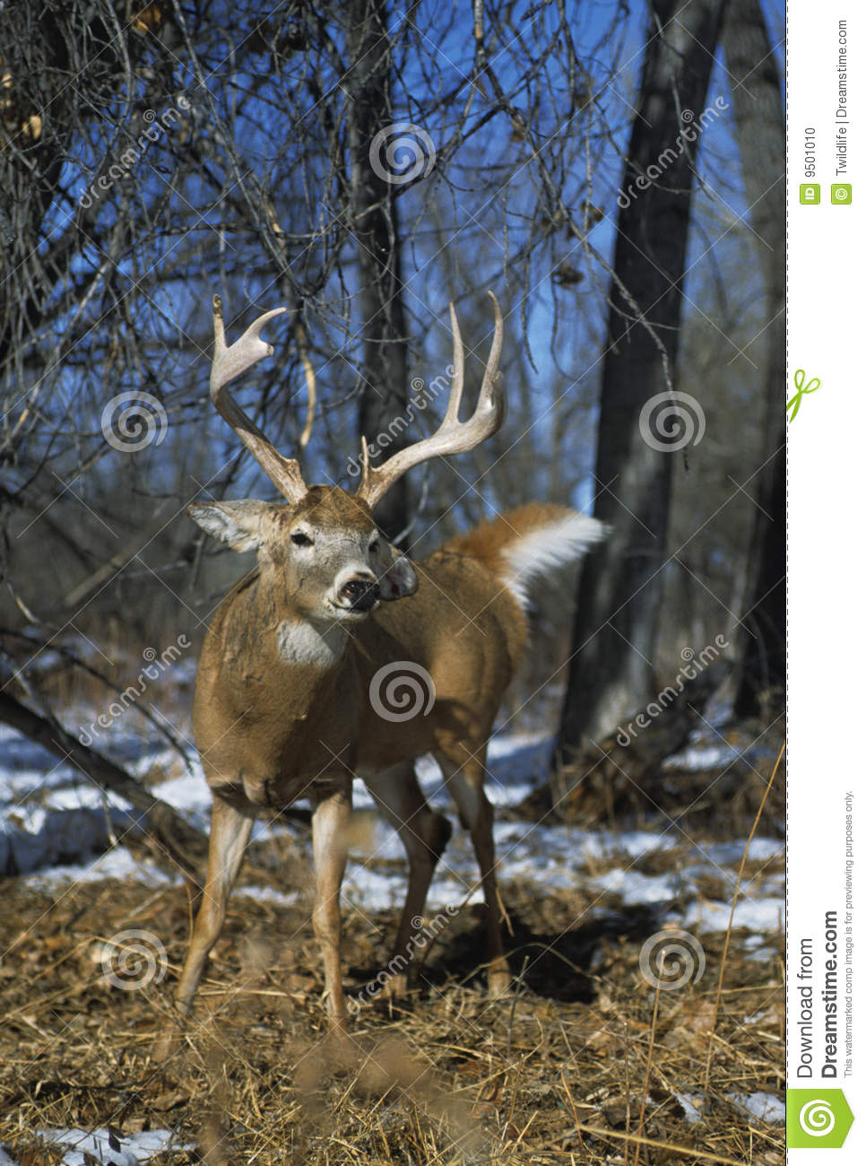 Whitetail Deer Wallpaper Miscnorth America Desktop