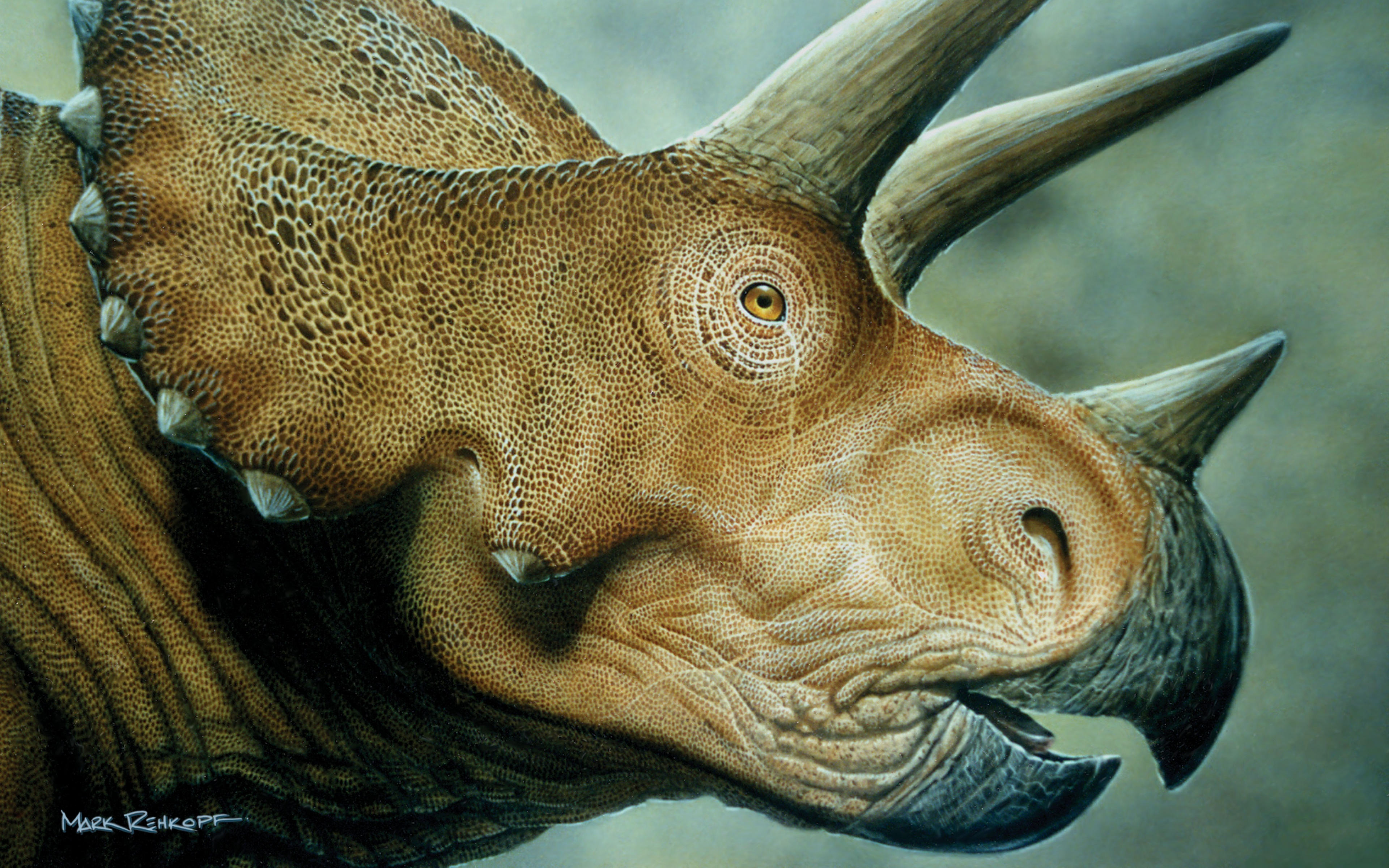 Triceratops By Mark Rehkopf