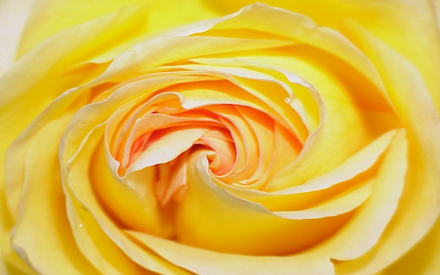 Yellow Rose Wallpaper High Definition Quality