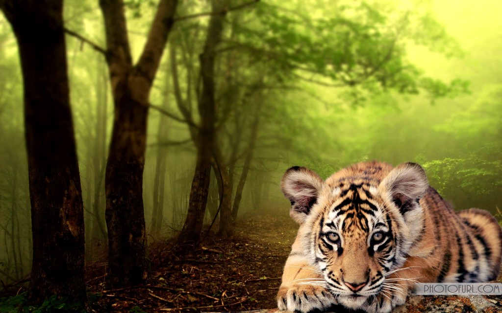 Small Wild Animals Wallpaper For Laptops And Puters Desktop
