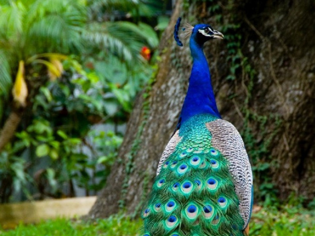 HD Wallpaper Peacock