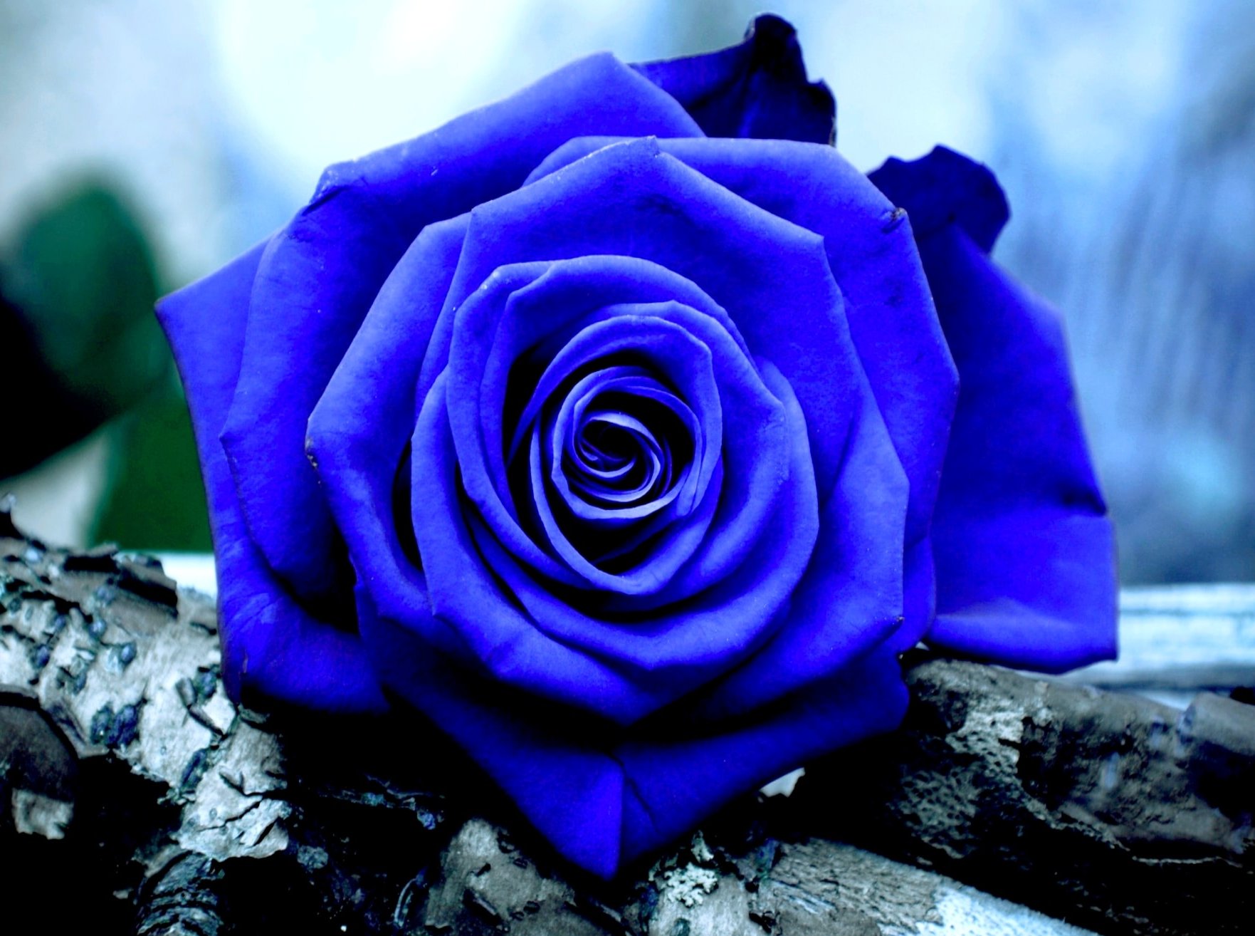 Blue Roses Image Wallpaper