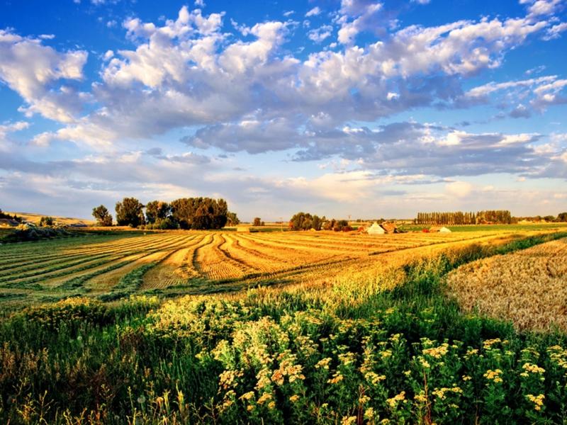 Yellow Fields Light Blue Skies Summers Jane Wallpaper