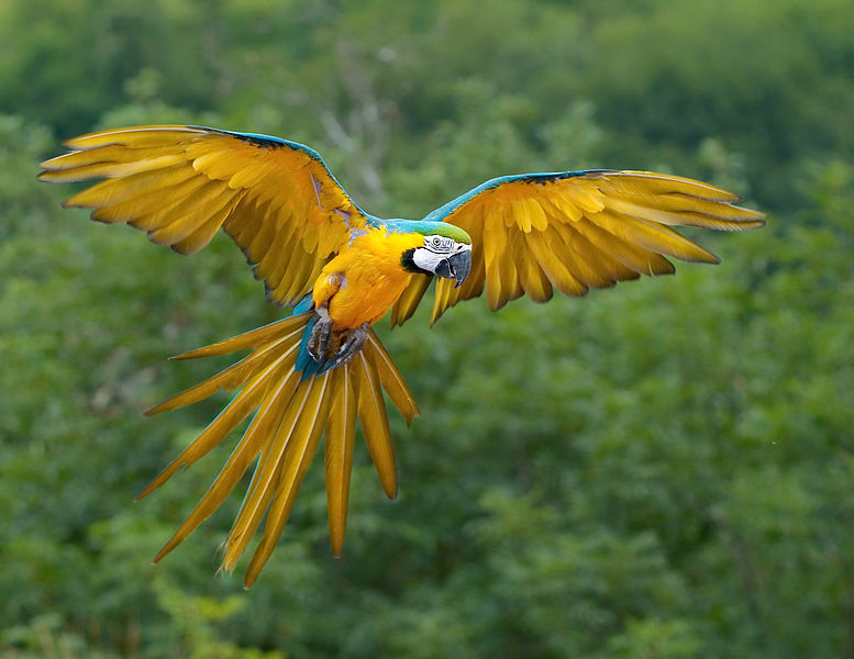 Blue Yellow Macaw In Flight Wallpaper For Pc Or Mac