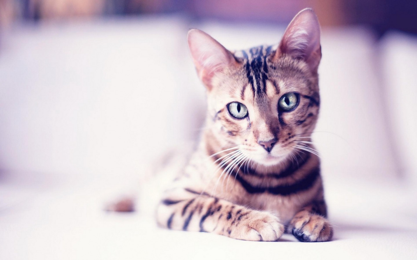 Cute Cats And Kittens Wallpaper HD Desktop
