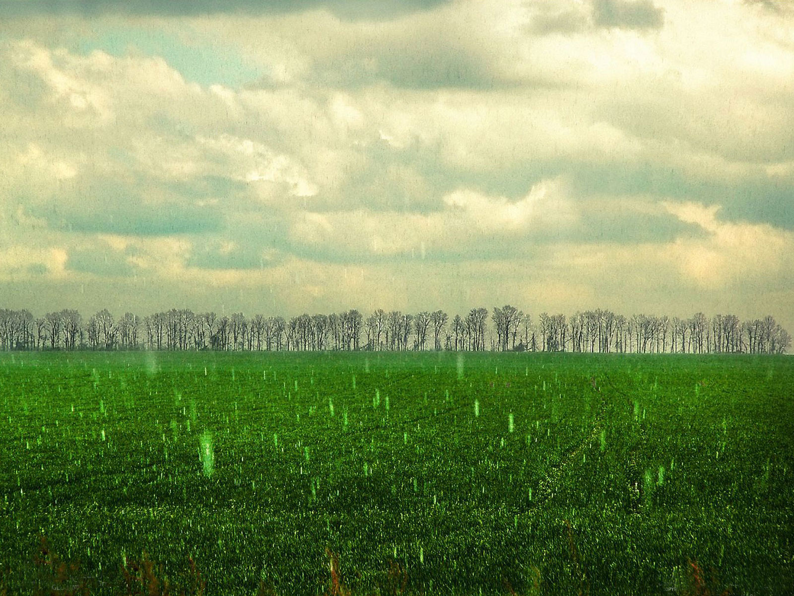 Forest Rainy Desktop Background Wallpaper