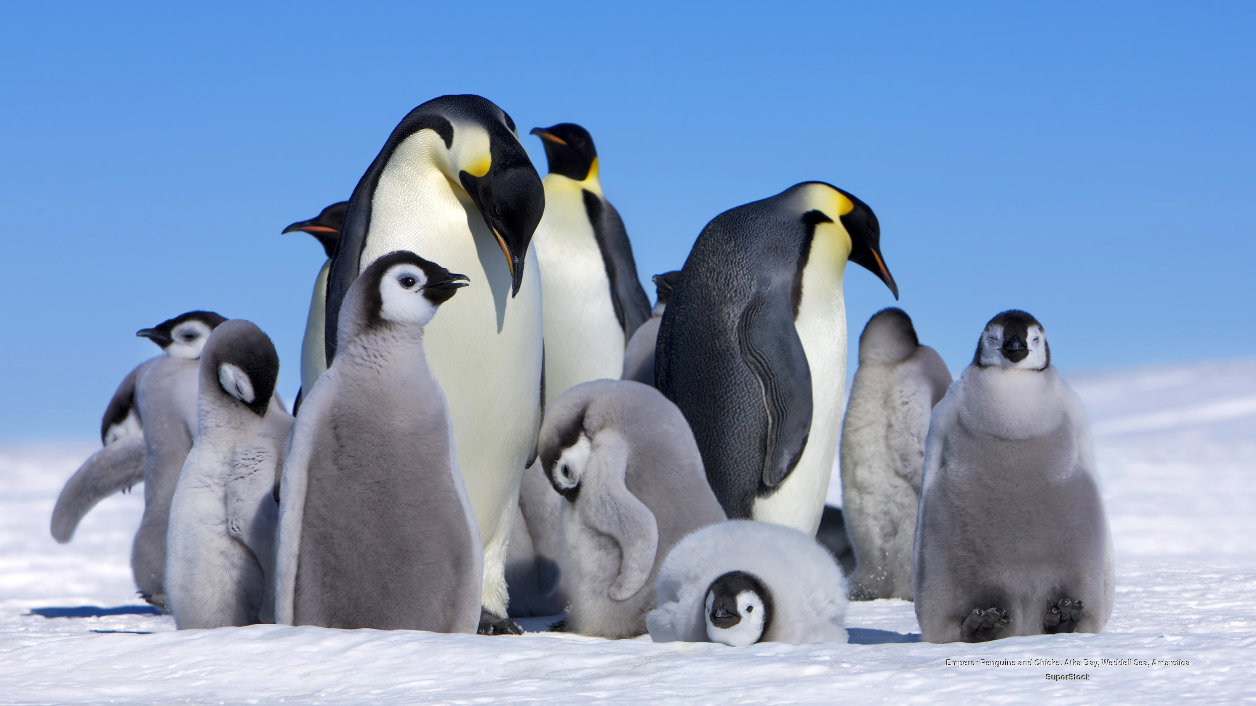 Emperor Penguins Huddling HD Wallpaper Background Image