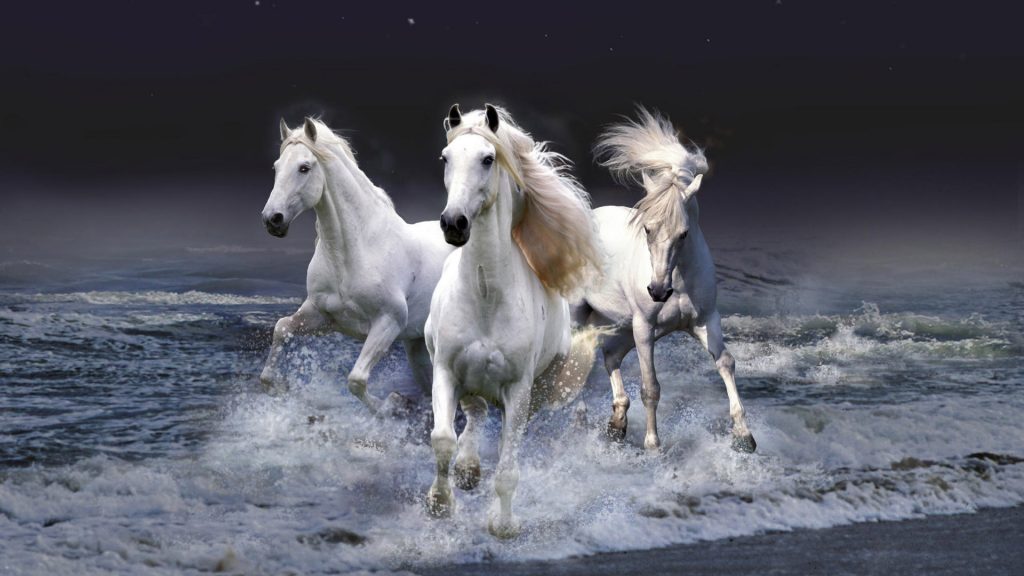 White Horses On The Beach Wallpaper Animals Sea