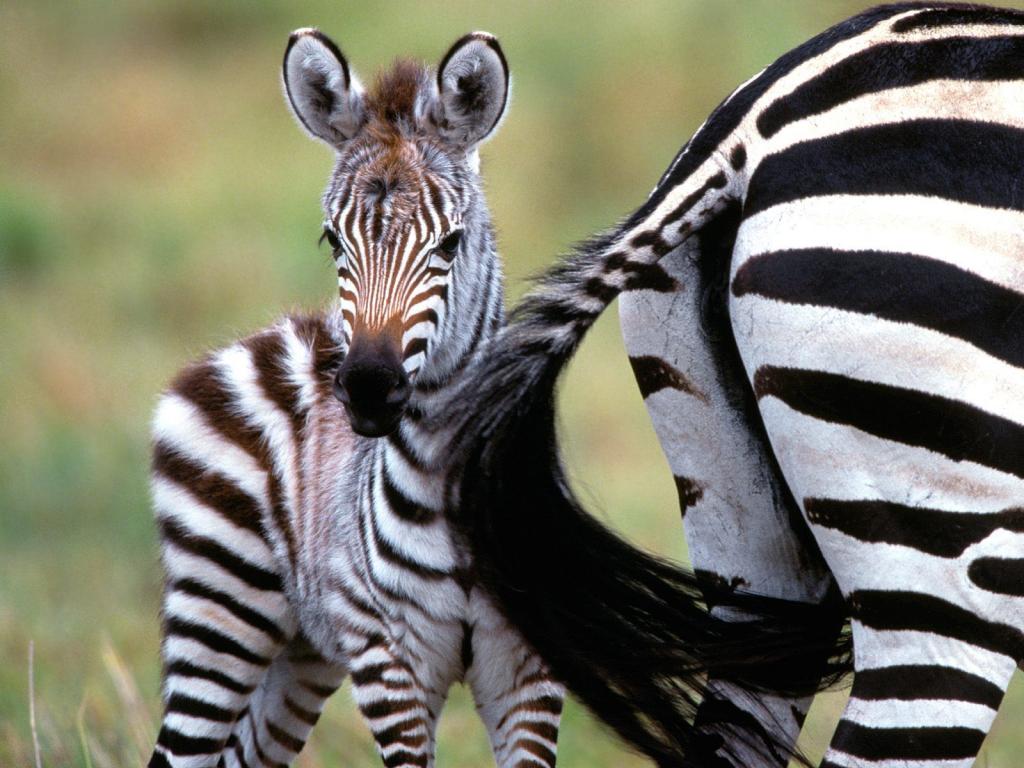 Animal Zebras Baby Zebra Photos Pictures Animals