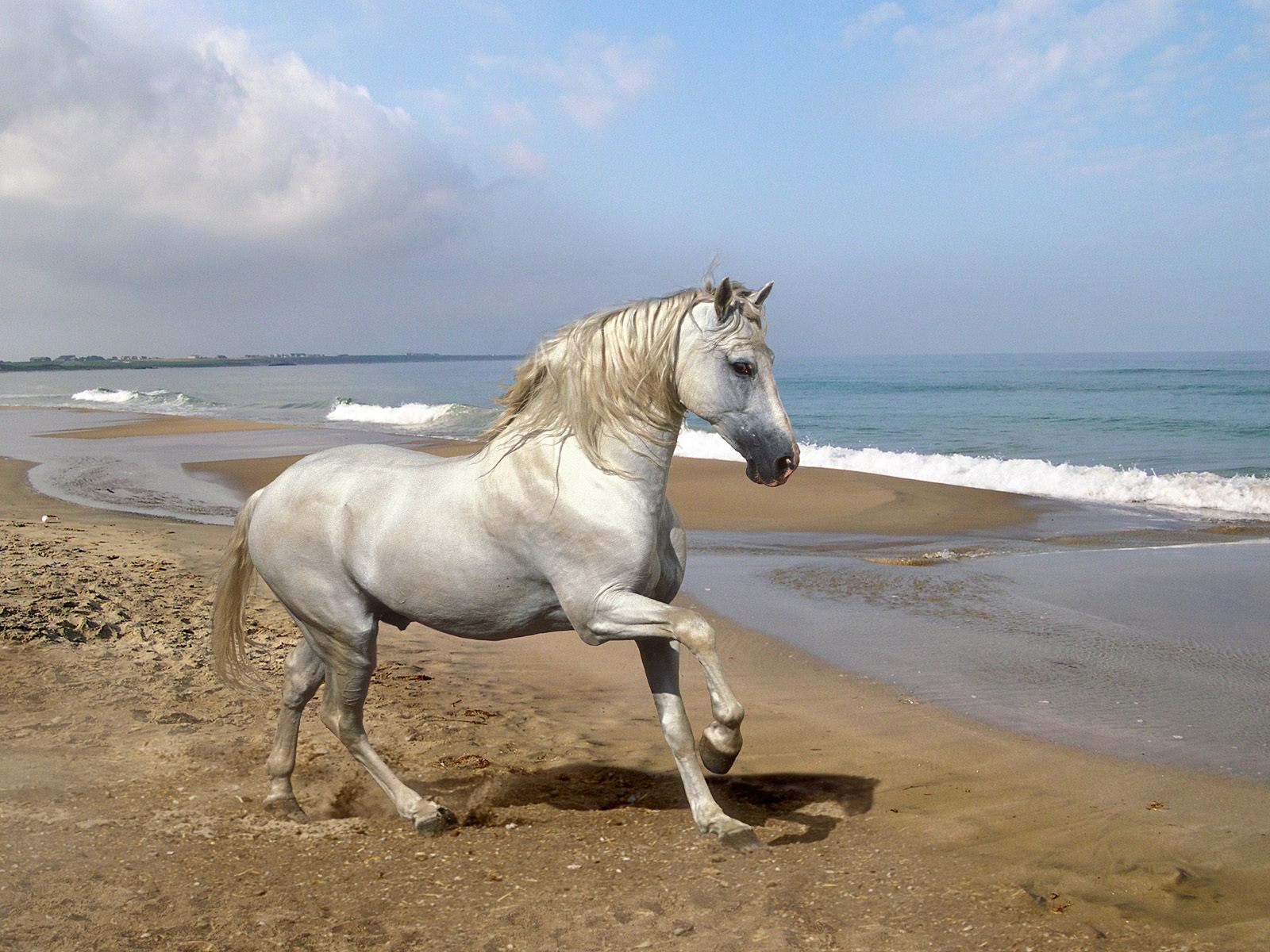 HD Animals Wallpaper Andalusian Horses