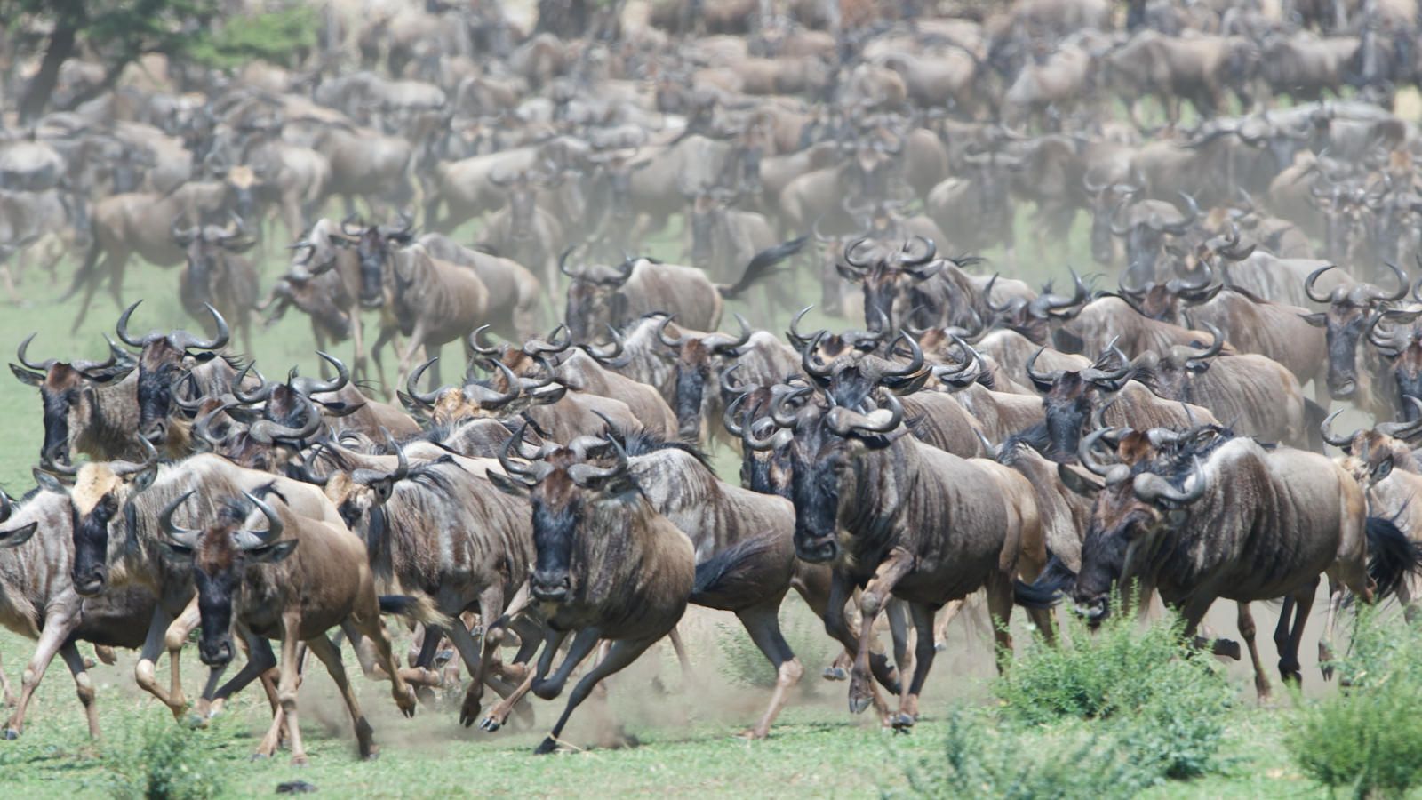 A large herd of wildebeest running across the African savanna
