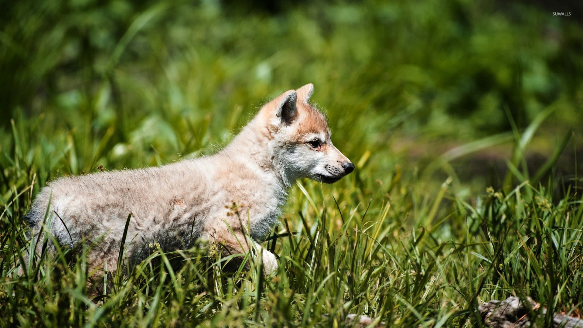 Wolf Cub Wallpaper Animal
