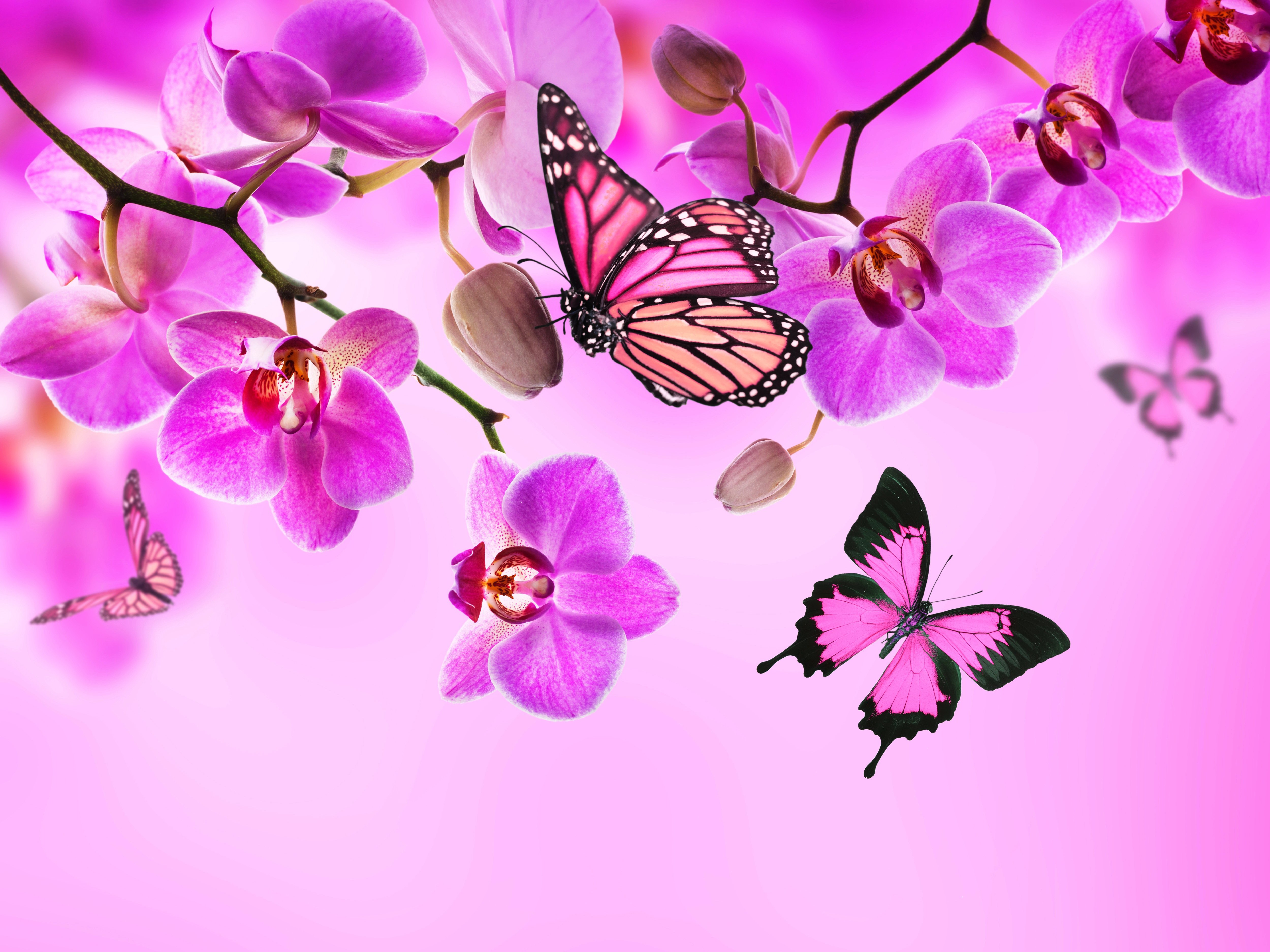 Orchid Butterflies Pink Color Flowers Wallpaper Background