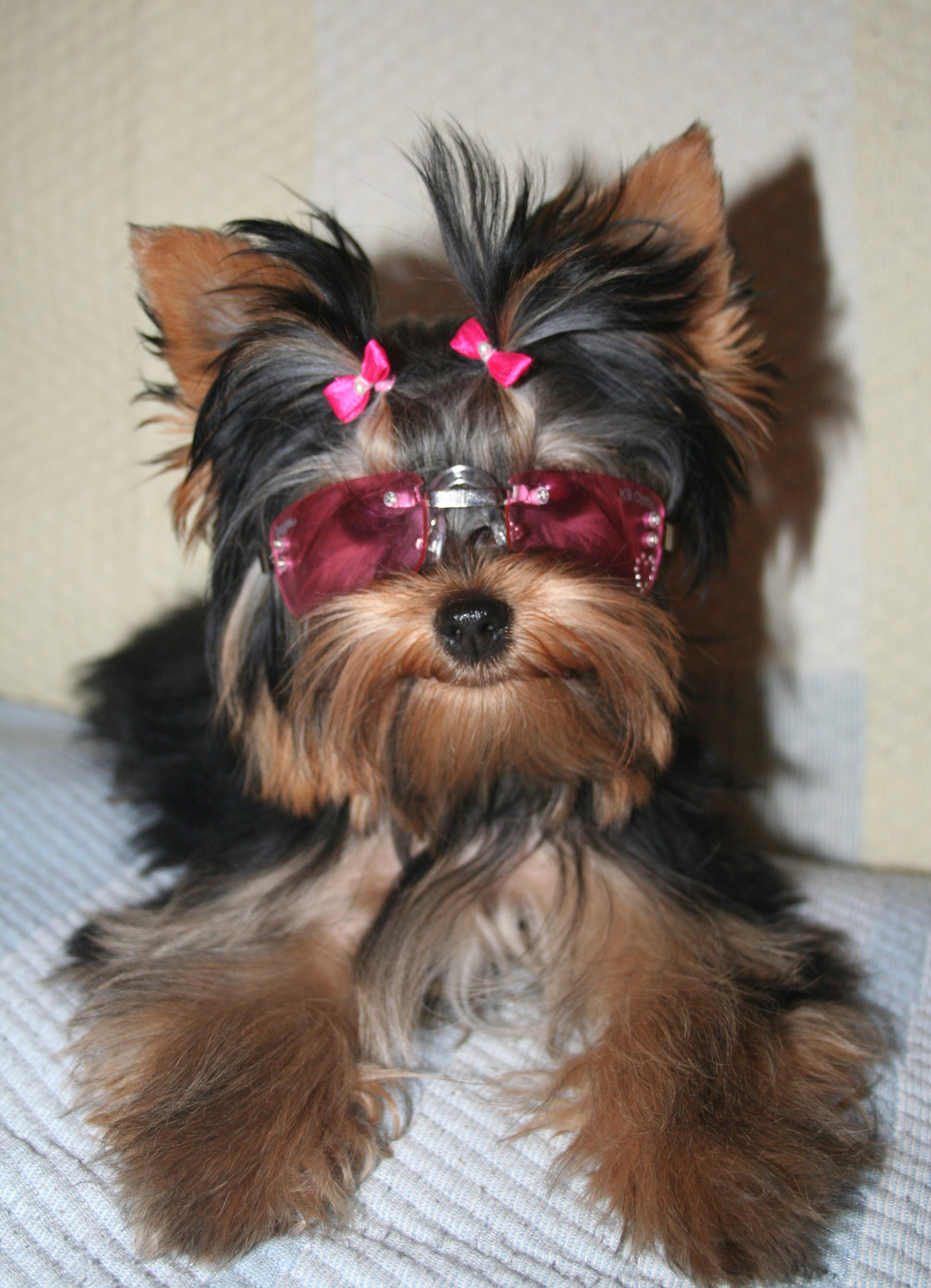 All List Of Different Dogs Breeds Yorkie Small Dog