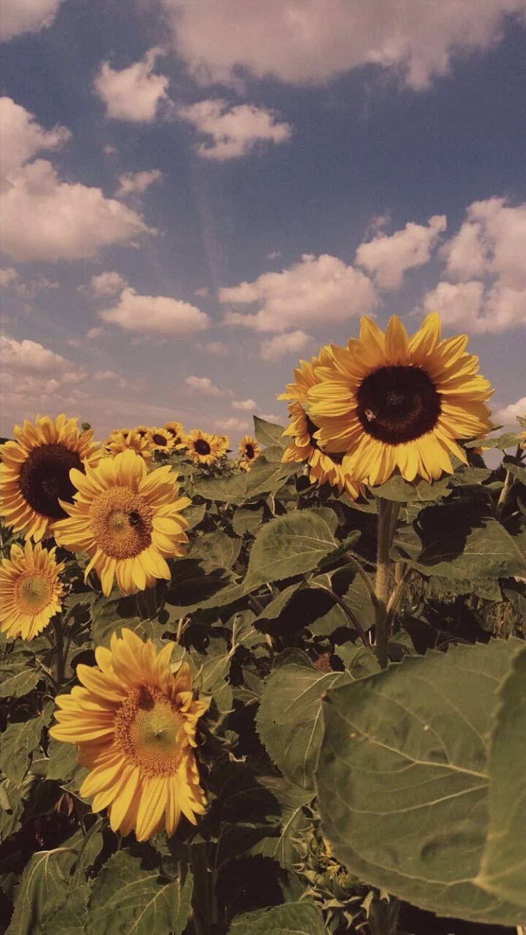 iPhone Aesthetic Sunflower Wallpaper