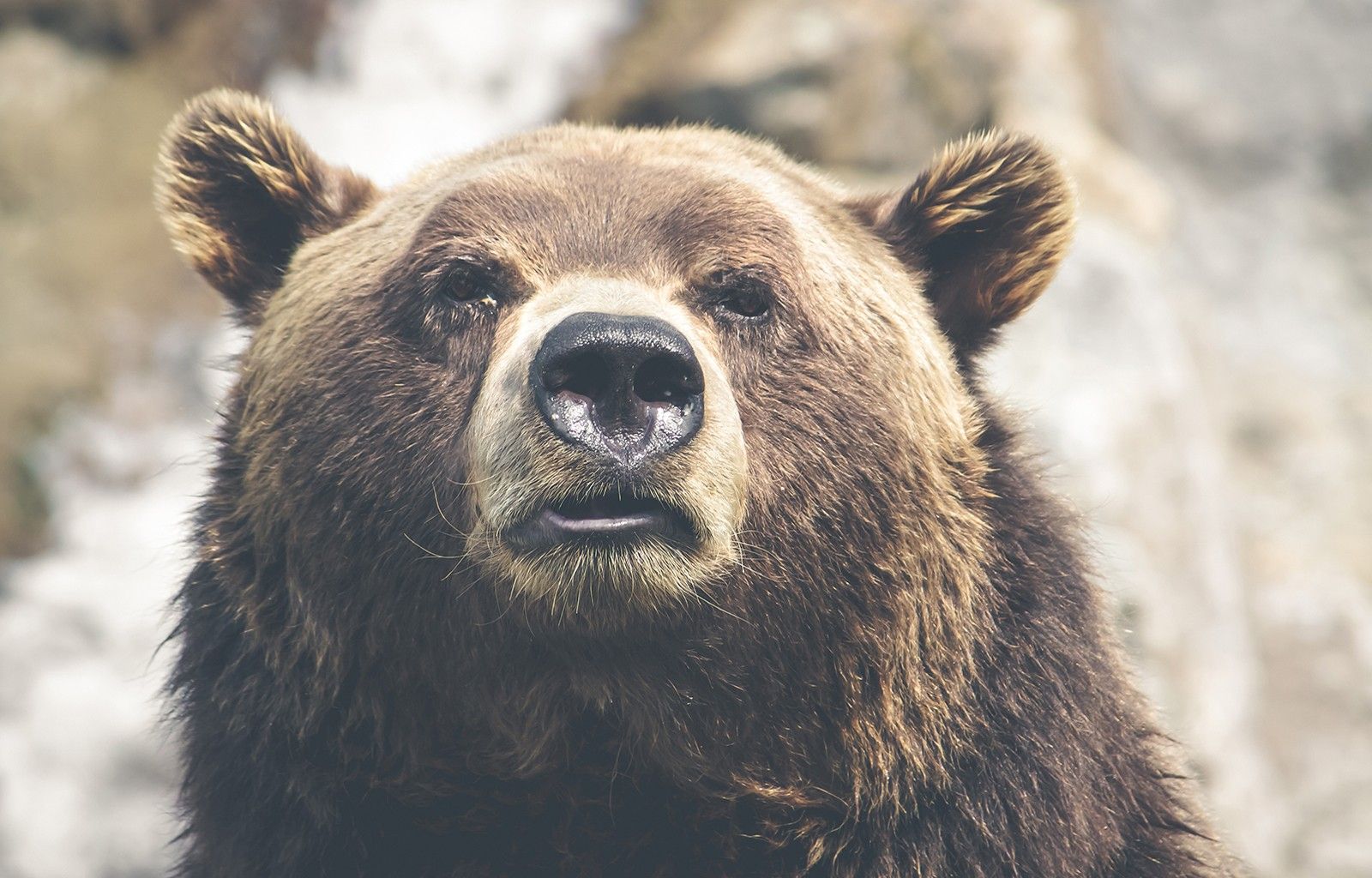 Animal Fur Wallpaper On