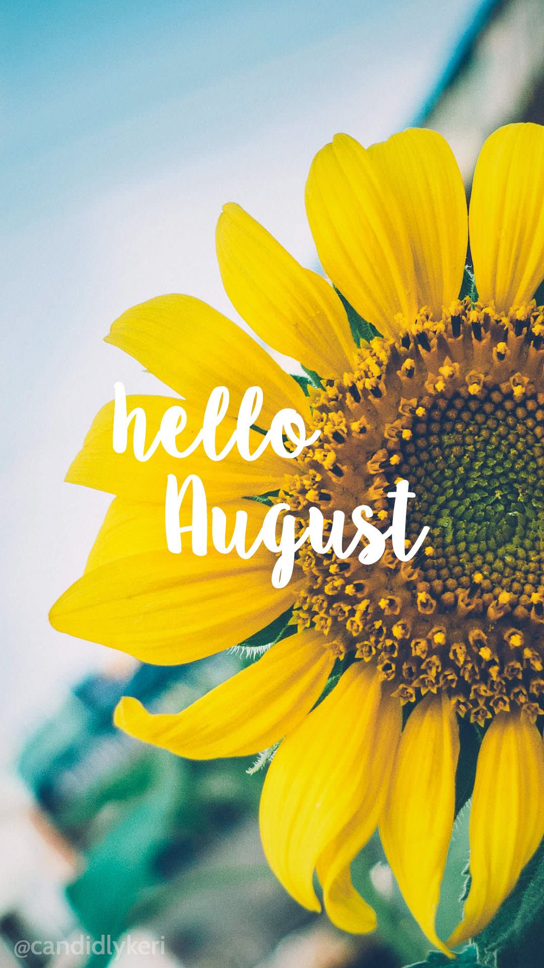 Hello August Sunflower Bright Happy Background