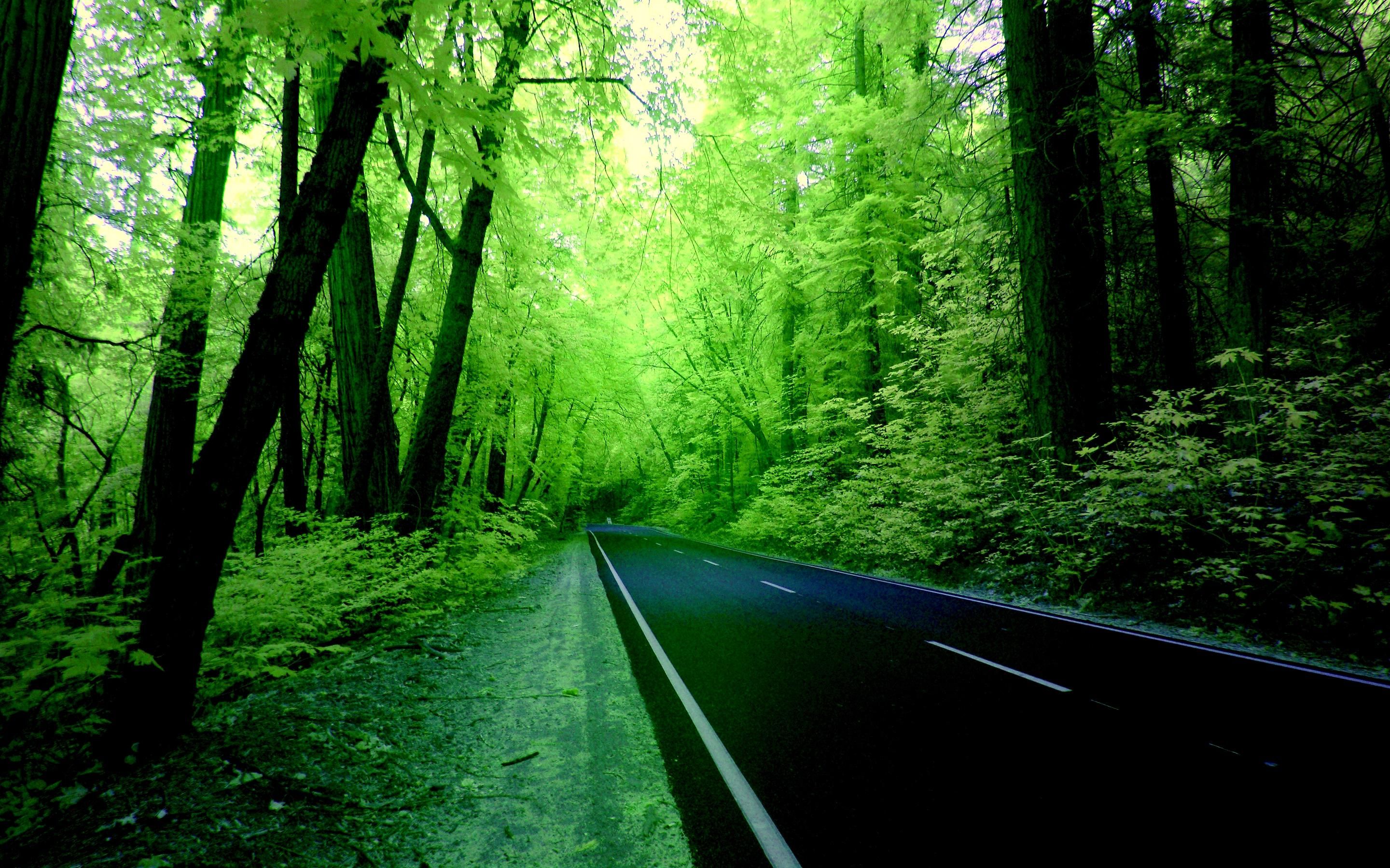 �� Download Forests Huge Nature Green Trees Landscape Greenery Tall by @timothyhenry  Green 