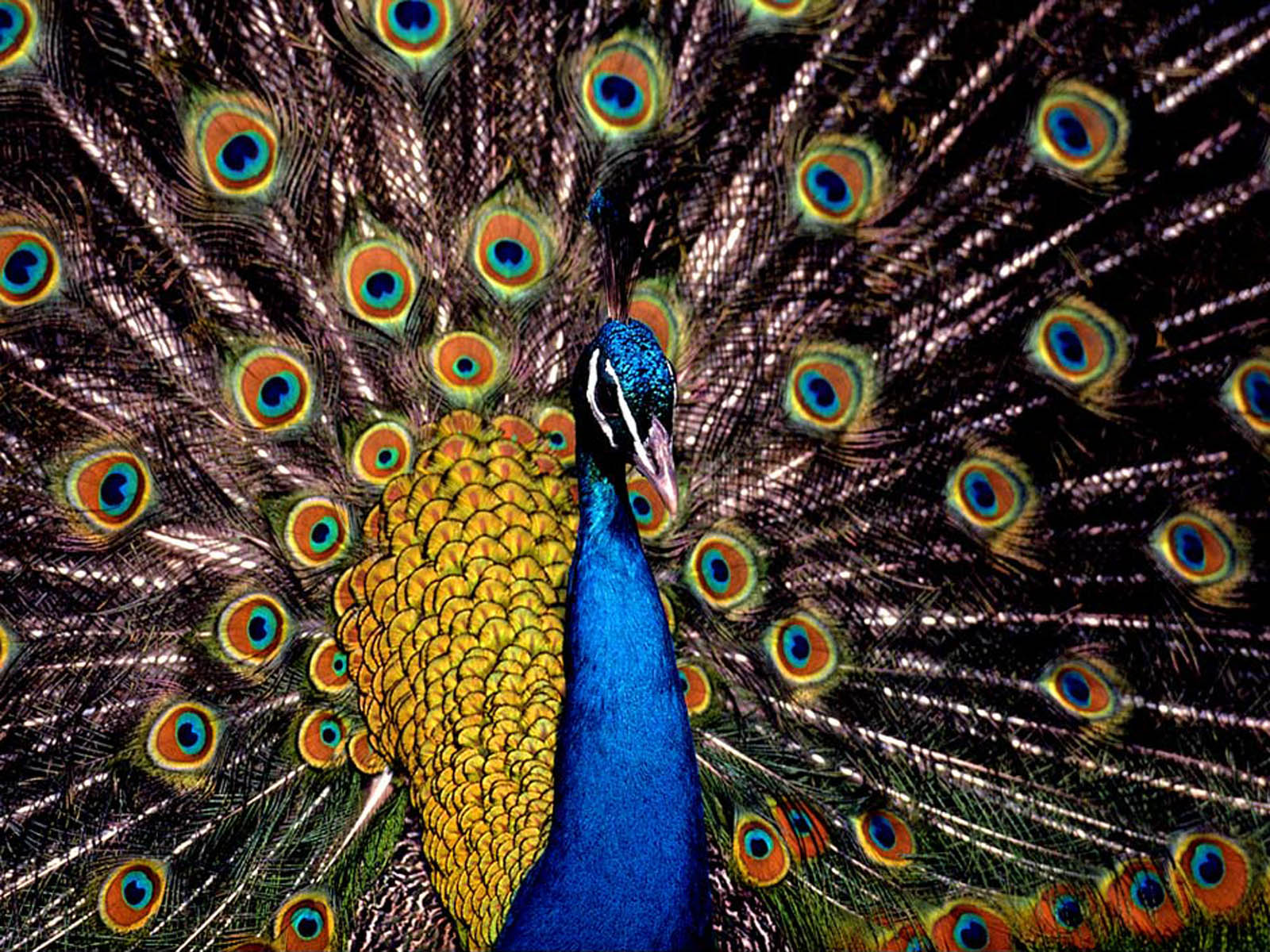 Keywords Peacock Wallpaper Desktop
