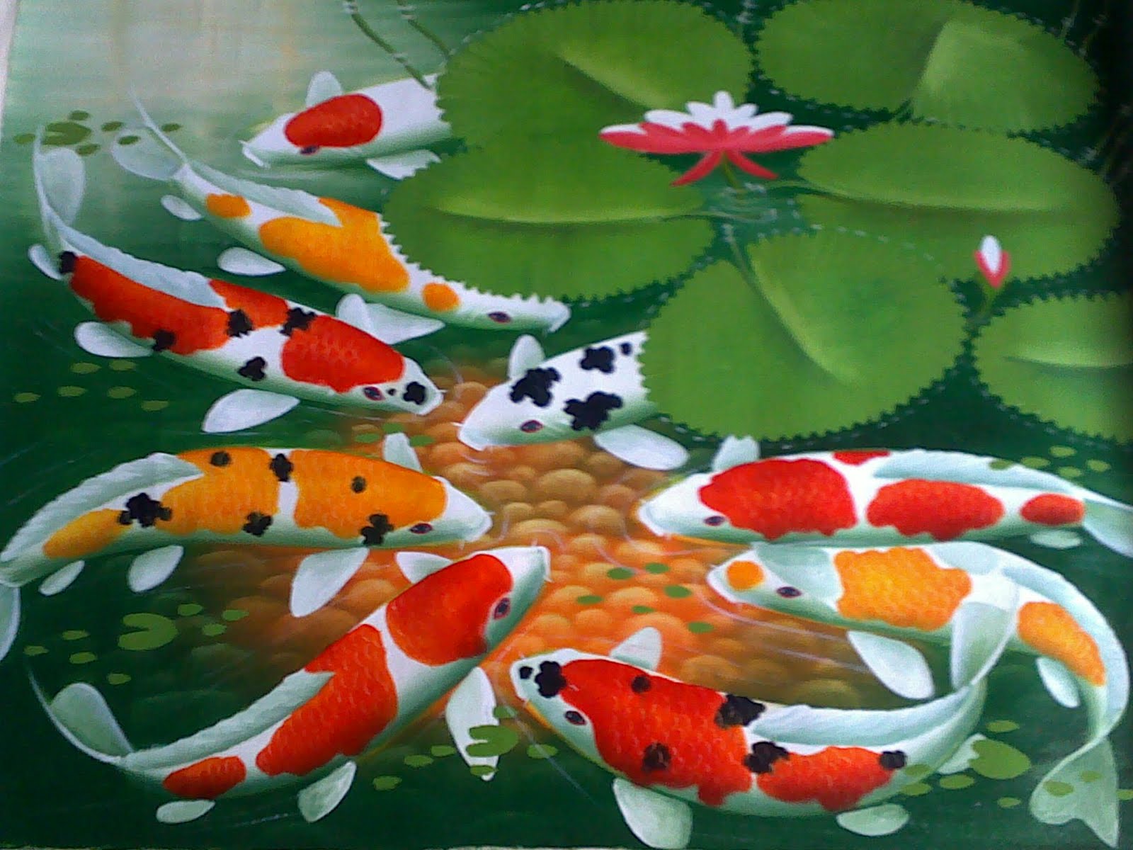 Gallery For Gt Ikan Koi Wallpaper
