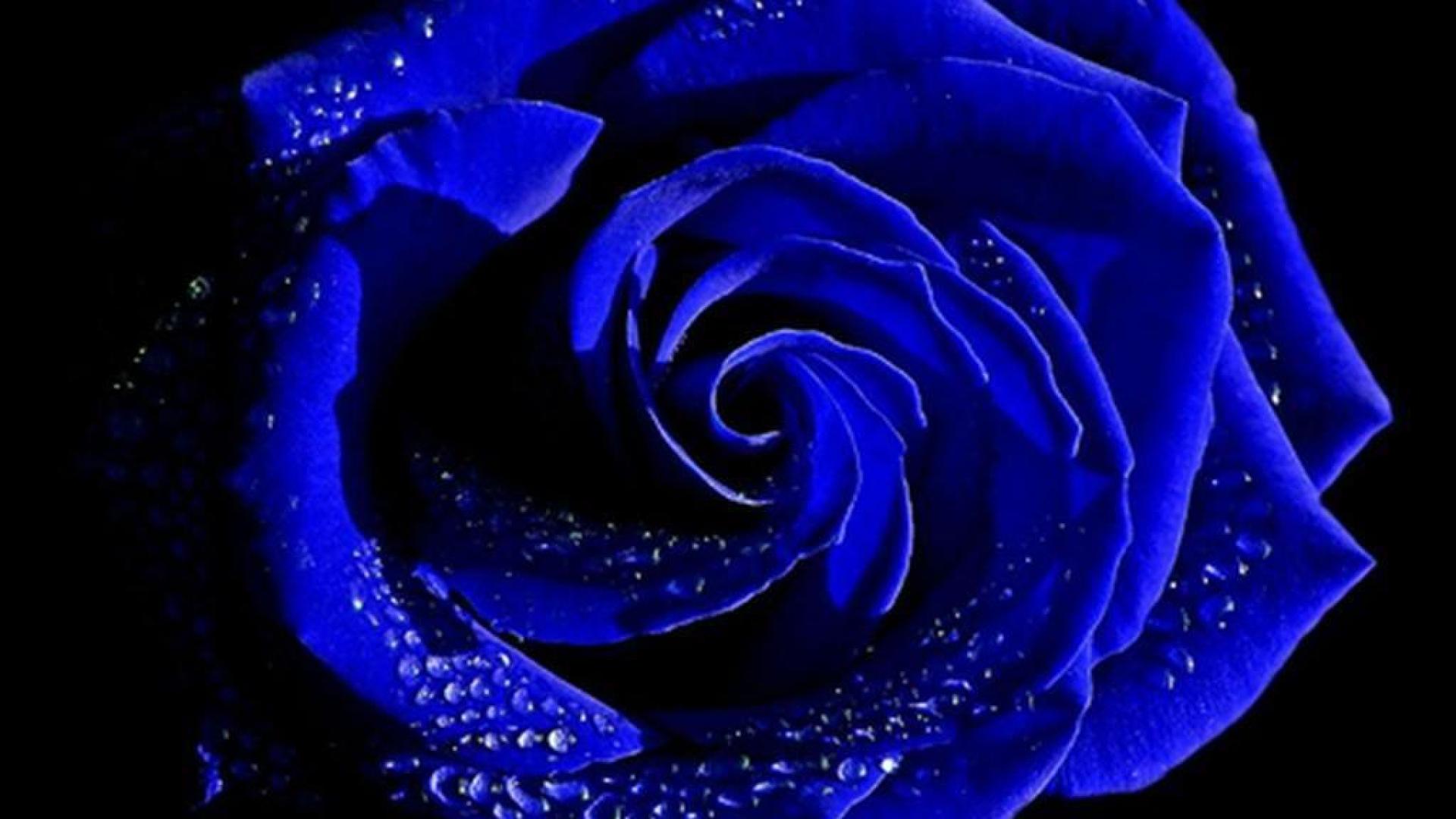 Indigo Blue Rose Wallpaper Hq Desktop