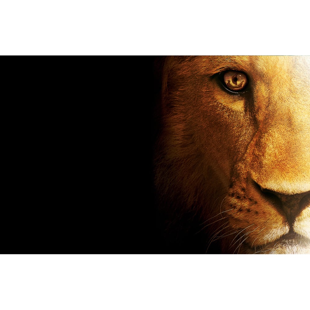 Lion Wallpaper 156 Inches Laptop Skin By Shopkeeda Buy Online from 1000x1000