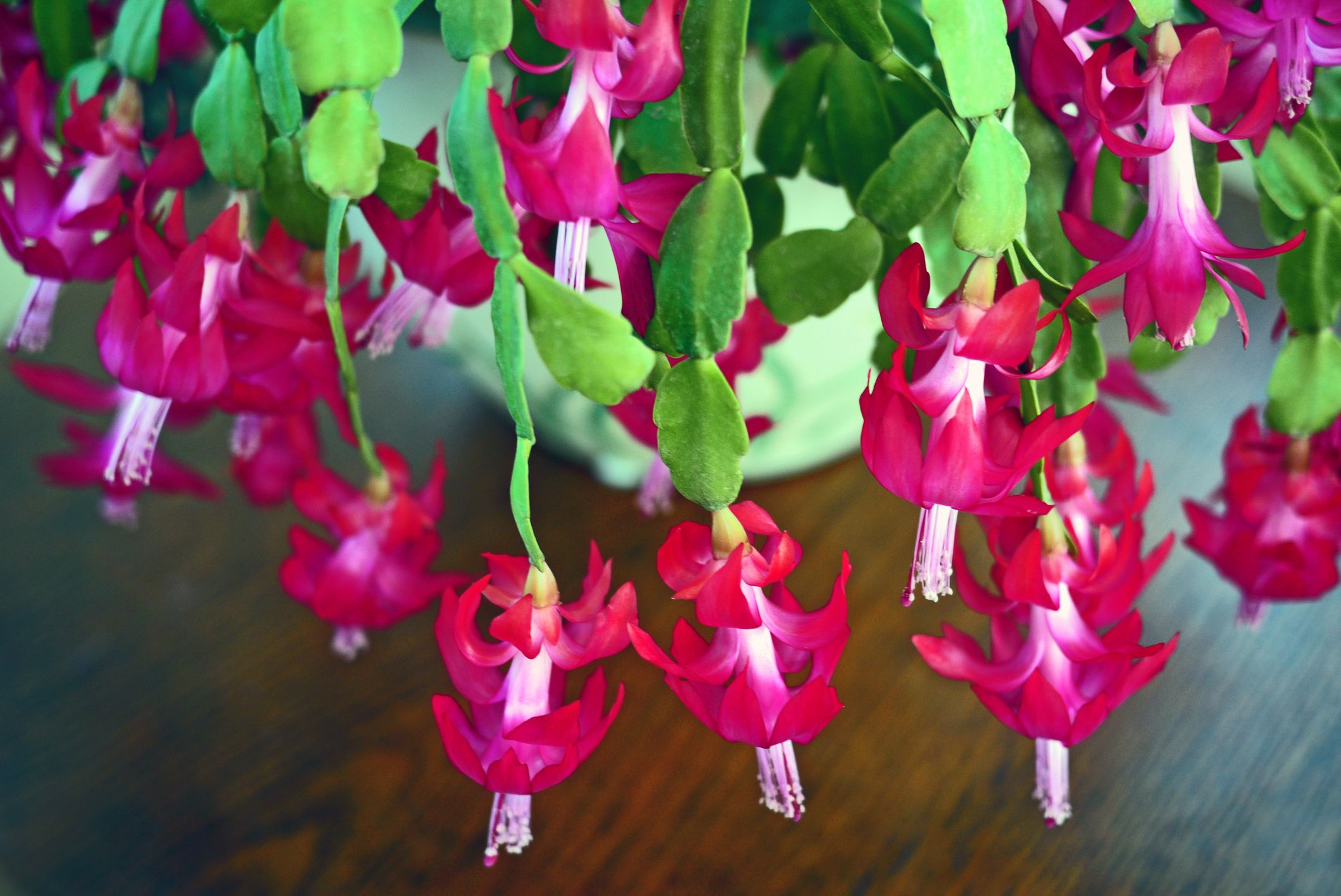 Christmas Cactus Care How To For A Plant